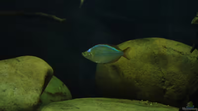 Besatz im Aquarium Mamberamo River von Laura (38)