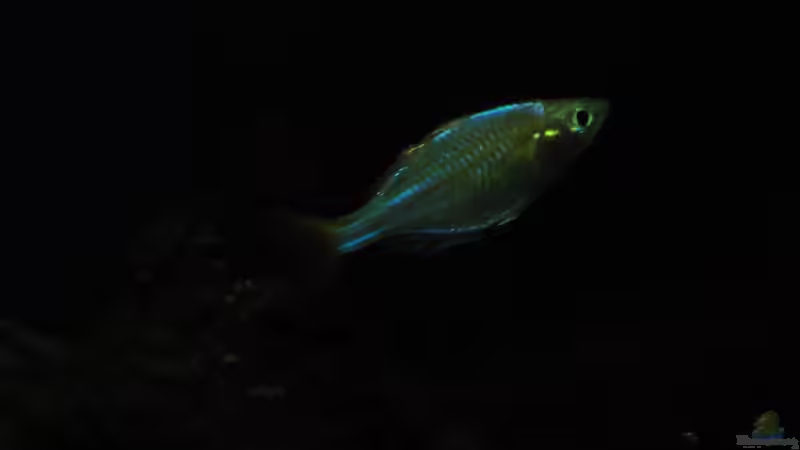 Besatz im Aquarium Mamberamo River von Laura (39)