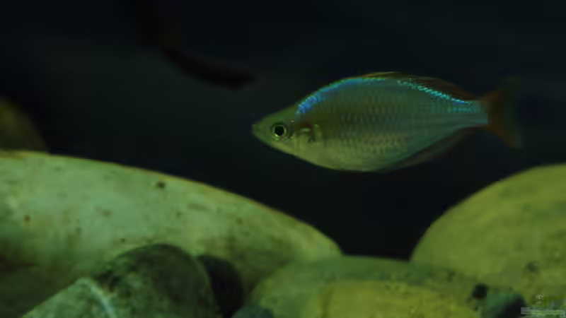 Besatz im Aquarium Mamberamo River von Laura (41)