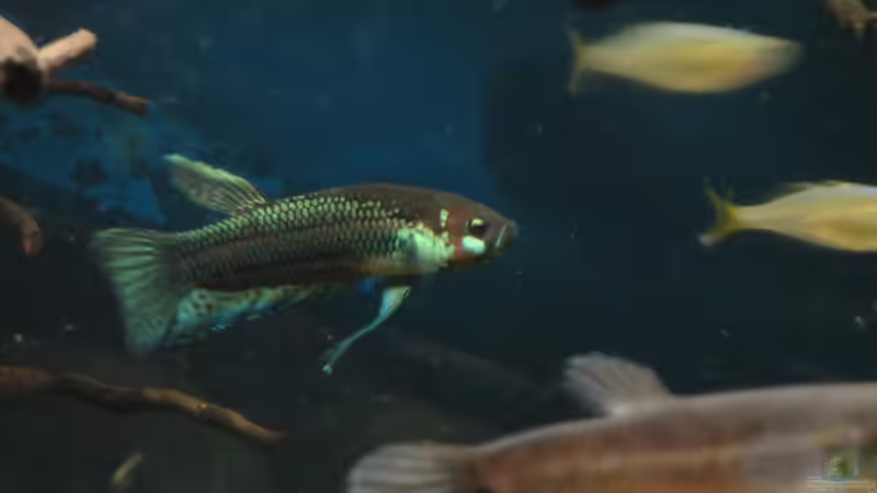 Besatz im Aquarium Mamberamo River von Laura (44)