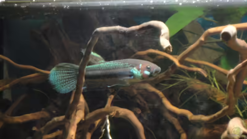 Besatz im Aquarium Mamberamo River von Laura (45)