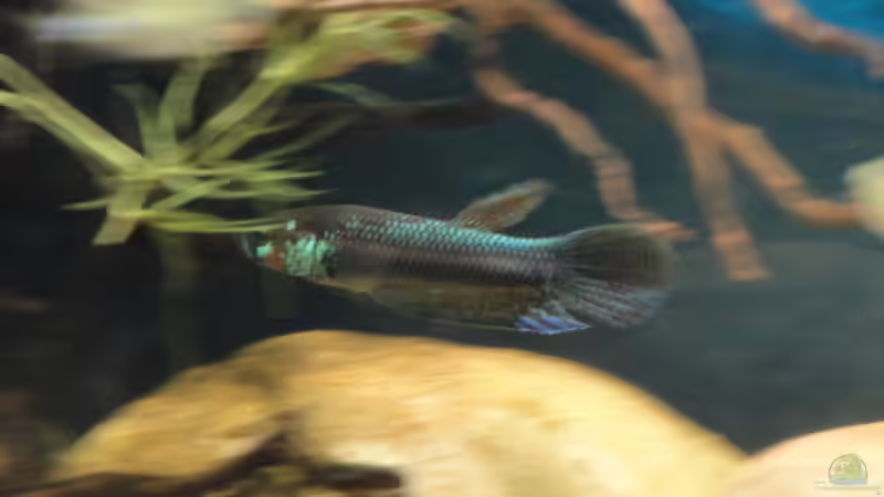 Besatz im Aquarium Mamberamo River von Laura (48)