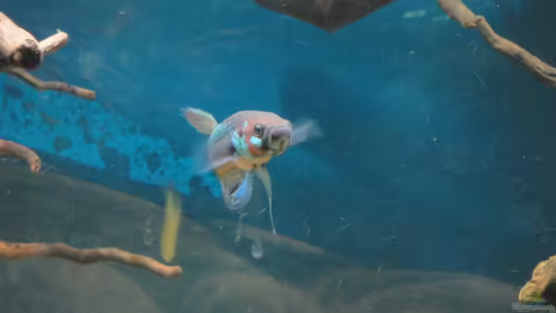 Besatz im Aquarium Mamberamo River von Laura (49)