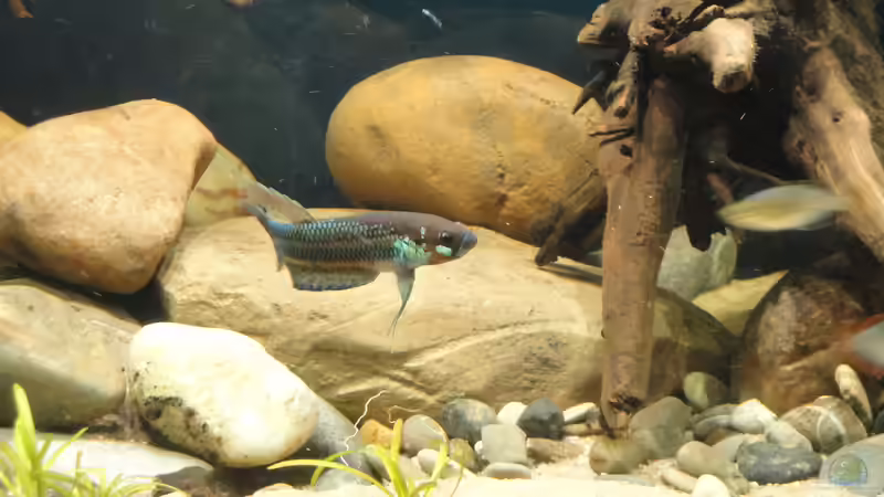 Besatz im Aquarium Mamberamo River von Laura (50)