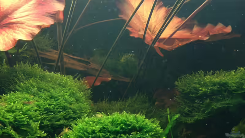 Besatz im Aquarium Manaus Unterholz von Thomas Schneider (11)