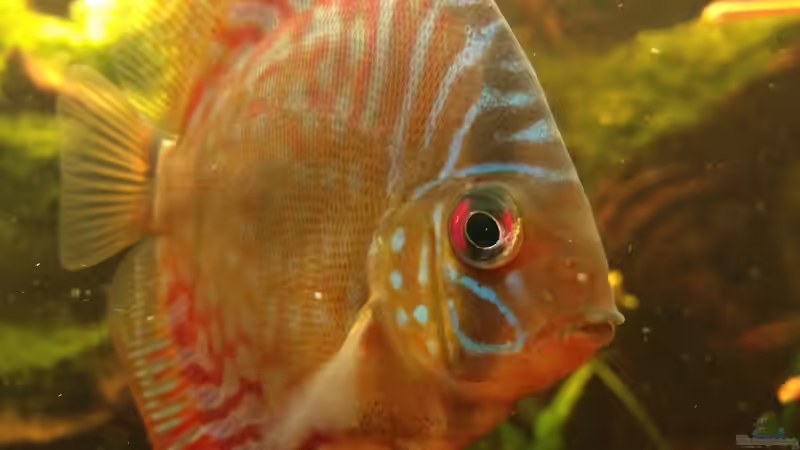 Besatz im Aquarium Manaus Unterholz von Thomas Schneider (12)
