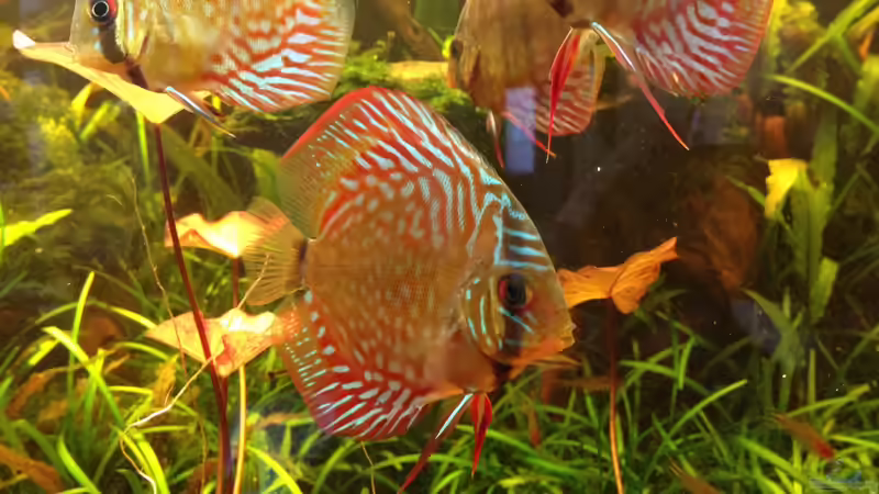 Besatz im Aquarium Manaus Unterholz von Thomas Schneider (13)