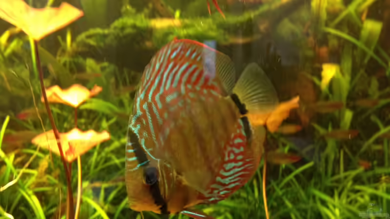 Besatz im Aquarium Manaus Unterholz von Thomas Schneider (14)