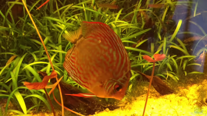 Besatz im Aquarium Manaus Unterholz von Thomas Schneider (15)