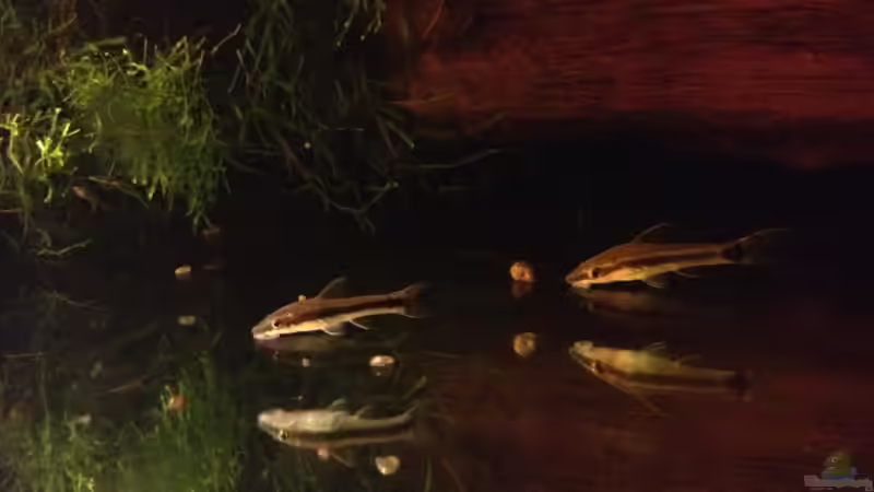 Besatz im Aquarium Manaus Unterholz von Thomas Schneider (7)