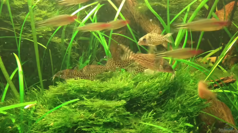 Besatz im Aquarium Manaus Unterholz von Thomas Schneider (8)