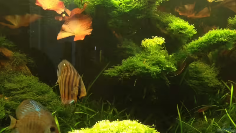 Besatz im Aquarium Manaus Unterholz von Thomas Schneider (9)