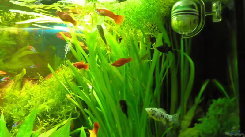 Besatz im Aquarium Manni  Rio 125 von Manfred Feinhals (7)