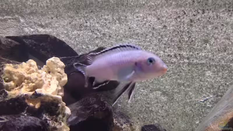 Besatz im Aquarium Marcos Malawis von Marco Grüning (3)