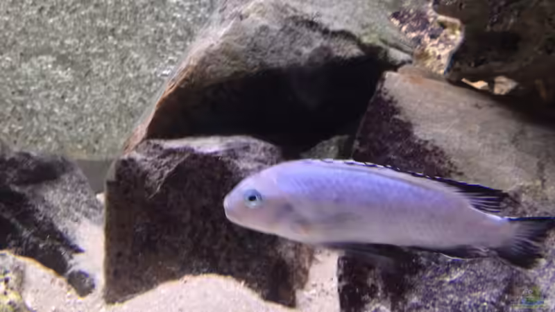 Besatz im Aquarium Marcos Malawis von Marco Grüning (4)