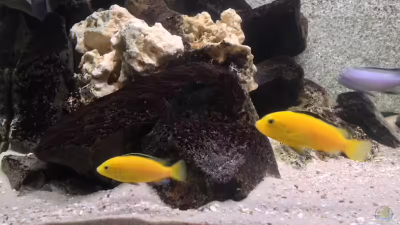 Besatz im Aquarium Marcos Malawis von Marco Grüning (6)