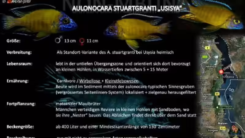 Besatz im Aquarium Mario´s Malawi Welt von Mario M. (10)