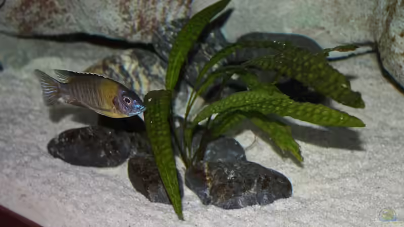 Besatz im Aquarium Mario´s Malawi Welt von Mario M. (15)