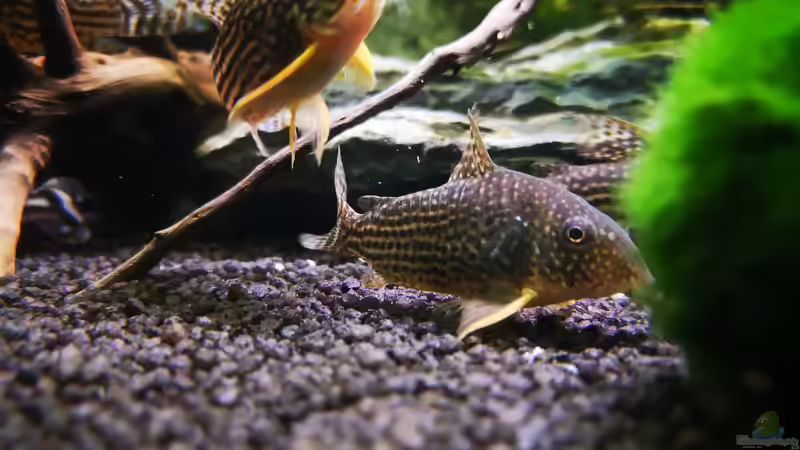 Besatz im Aquarium Mark`s Rio240 von Mark H. (42)