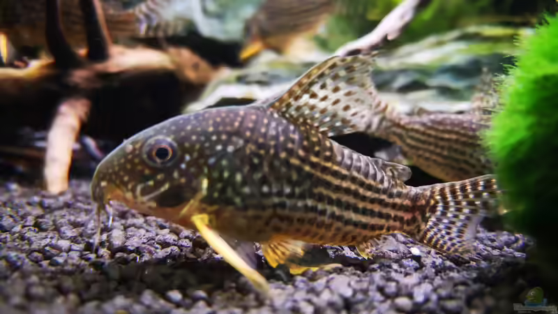 Besatz im Aquarium Mark`s Rio240 von Mark H. (42)