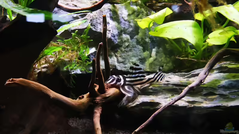 Besatz im Aquarium Mark`s Rio240 von Mark H. (44)