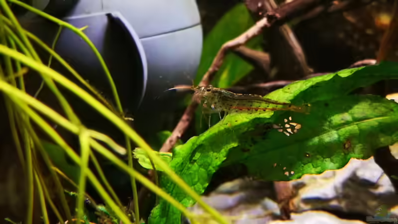 Besatz im Aquarium Mark`s Rio240 von Mark H. (44)