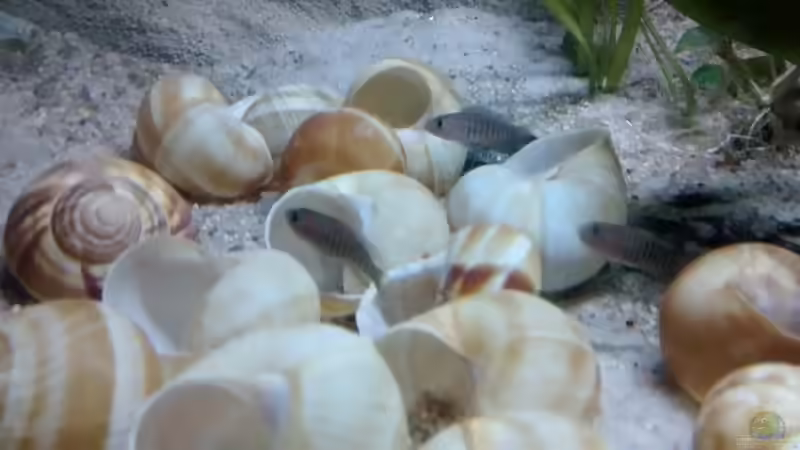 Besatz im Aquarium Maulwurfbecken von Paul8 (12)