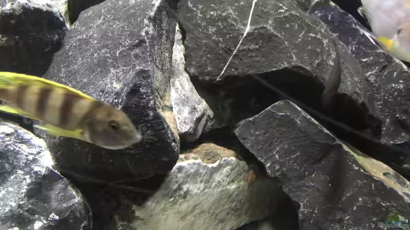 Besatz im Aquarium Mbamba Bay Island von Tobias Sch. (5)