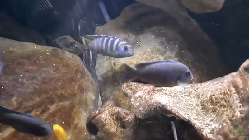 Besatz im Aquarium Mbuna - low Energy von Miketsch (38)