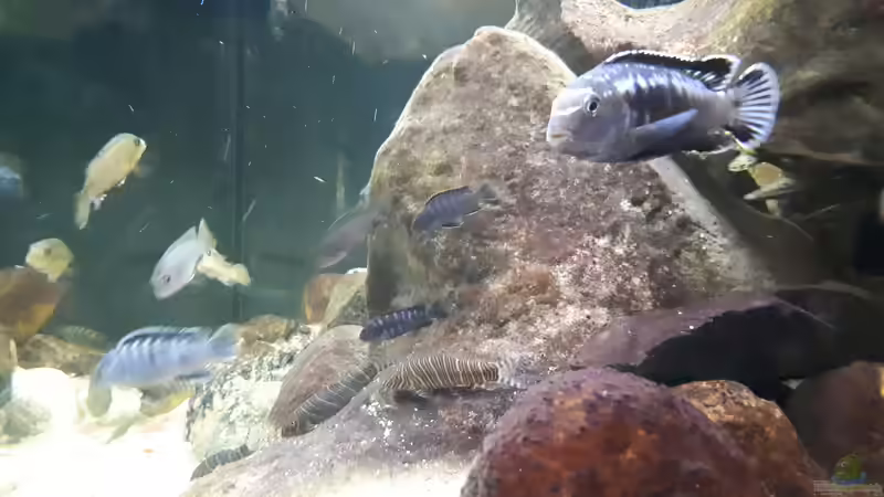 Besatz im Aquarium Mbuna - low Energy von Miketsch (39)