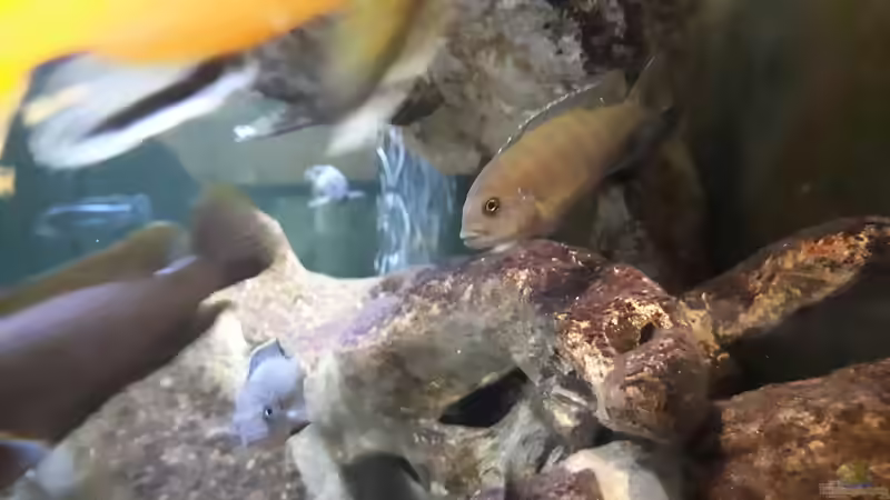 Besatz im Aquarium Mbuna - low Energy von Miketsch (41)