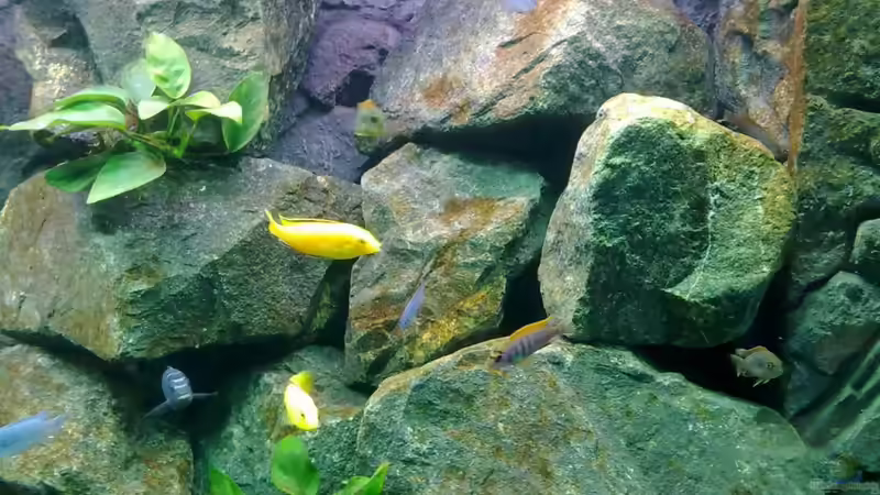 Besatz im Aquarium Mbuna- Juwel Rio 400 von Vision112 (10)