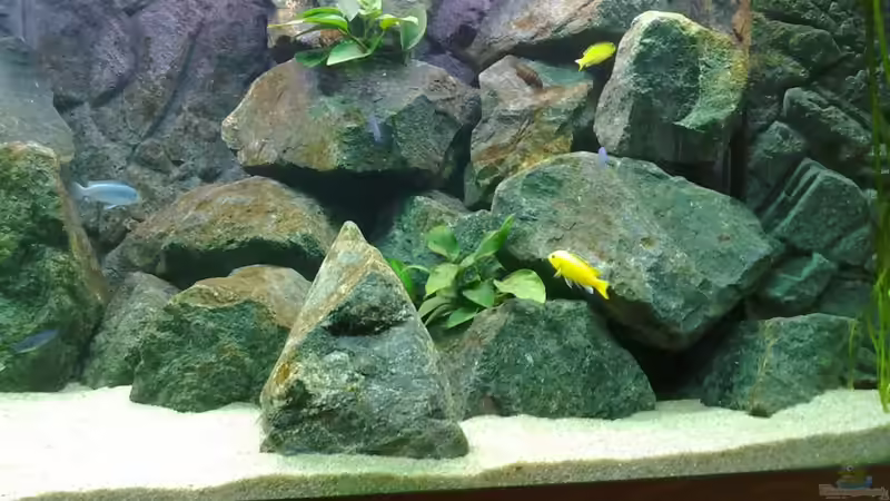 Besatz im Aquarium Mbuna- Juwel Rio 400 von Vision112 (5)