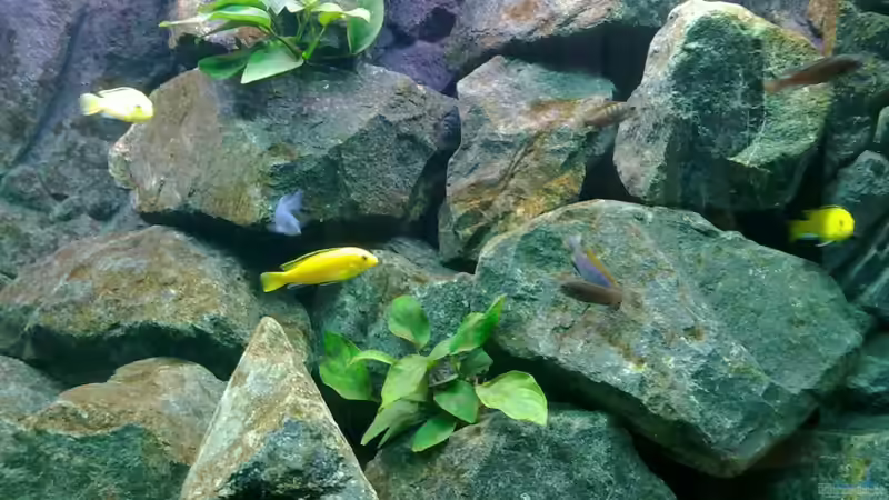 Besatz im Aquarium Mbuna- Juwel Rio 400 von Vision112 (7)