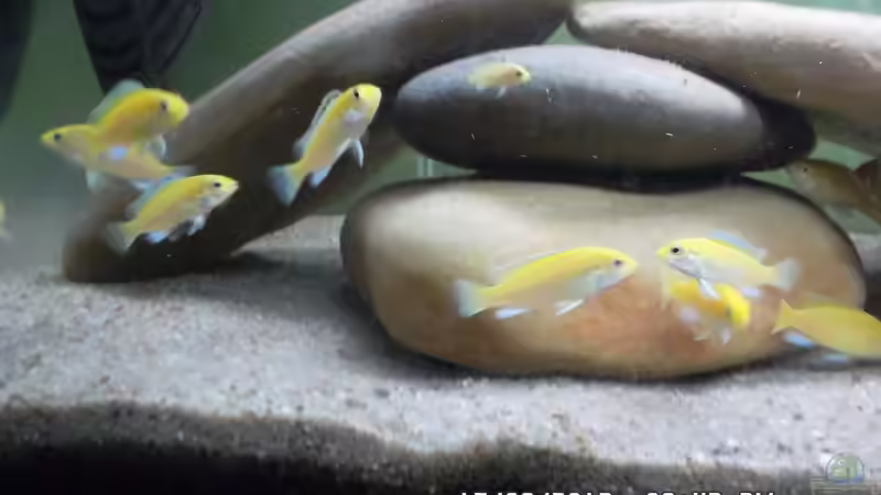 Besatz im Aquarium Mbuna Baby Dream 1 von Cichlidenfan (5)