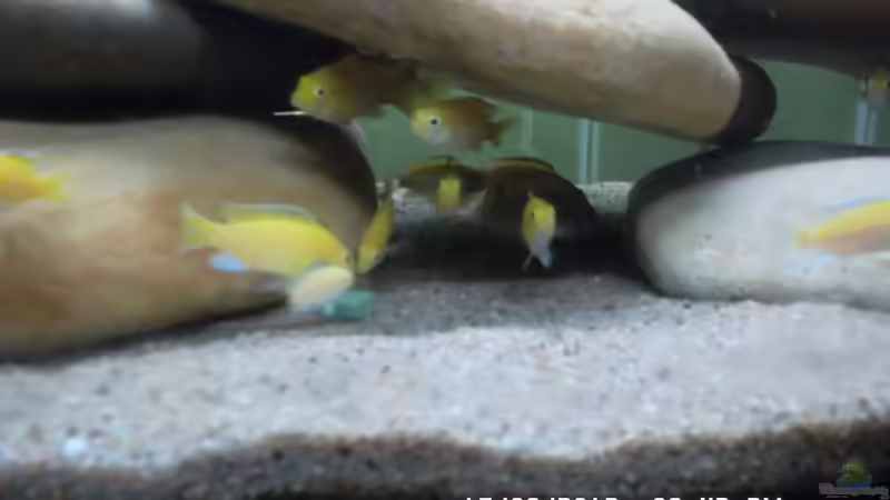 Besatz im Aquarium Mbuna Baby Dream 1 von Cichlidenfan (6)