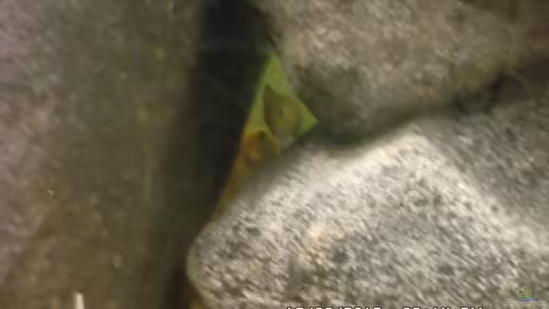 Besatz im Aquarium Mbuna Baby Dream 2 von Cichlidenfan (7)