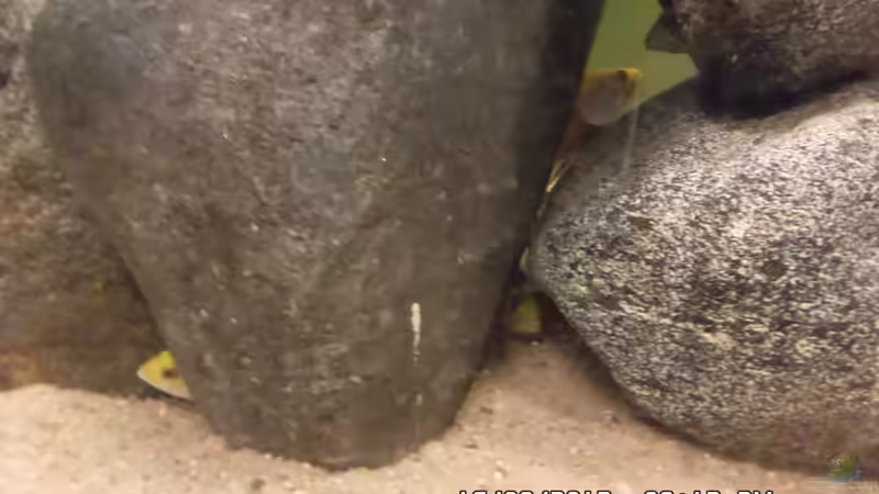 Besatz im Aquarium Mbuna Baby Dream 2 von Cichlidenfan (8)