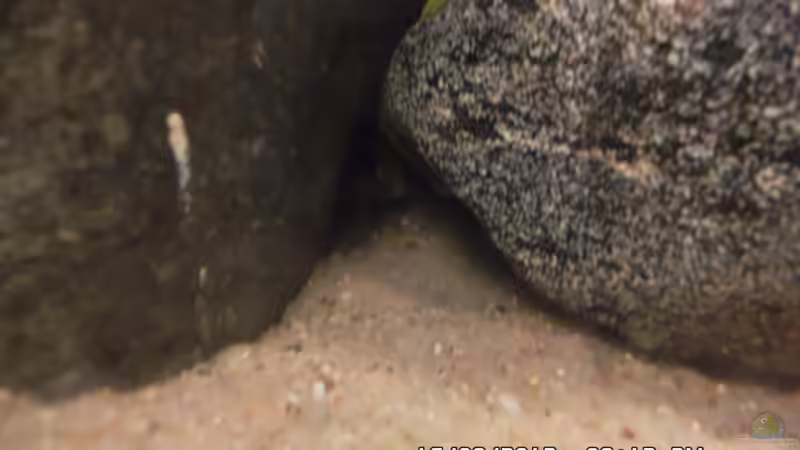 Besatz im Aquarium Mbuna Baby Dream 2 von Cichlidenfan (9)