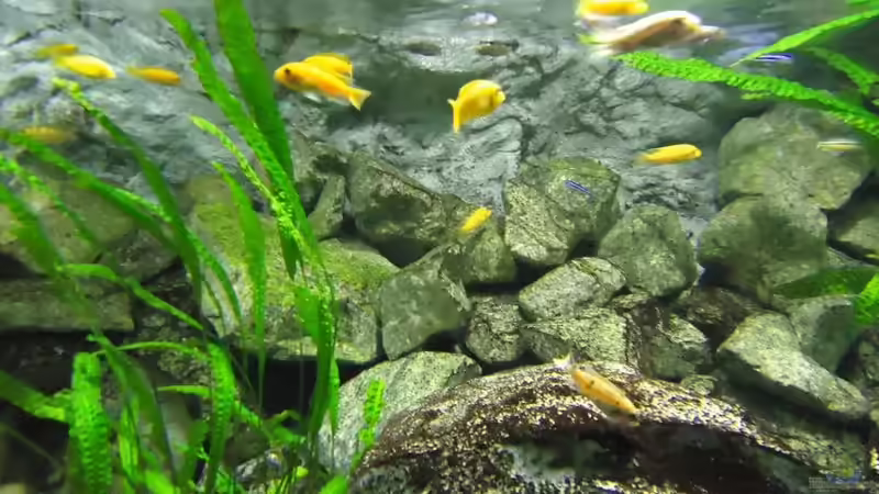 Besatz im Aquarium Mbuna Bay of Darkness von Mbuna Mick (52)