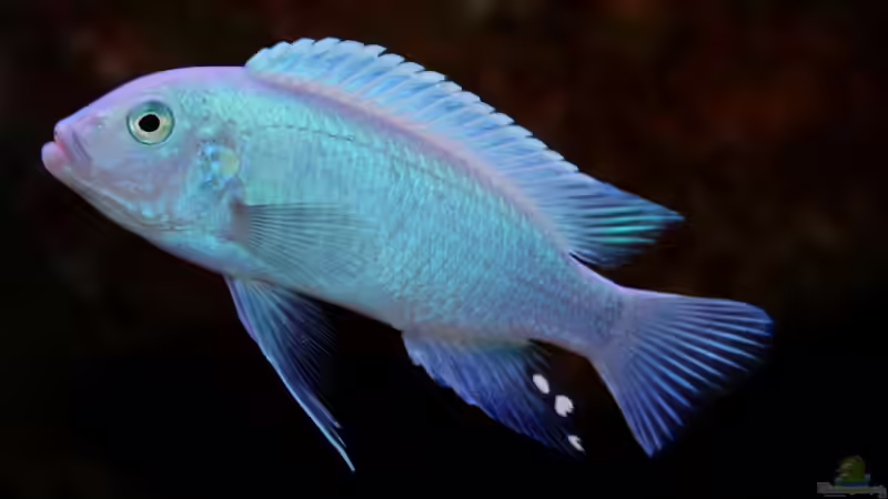 Besatz im Aquarium Mbuna-Bay (VERKAUFT) von Vidi (11)