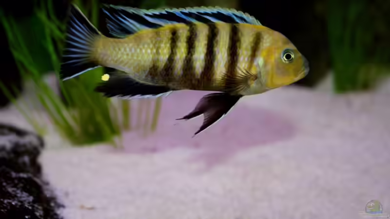 Besatz im Aquarium Mbuna-Bay (VERKAUFT) von Vidi (12)