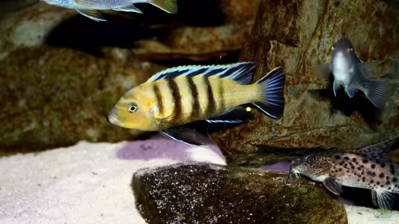 Besatz im Aquarium Mbuna-Bay (VERKAUFT) von Vidi (14)