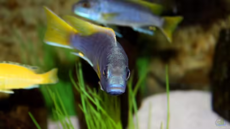 Besatz im Aquarium Mbuna-Bay (VERKAUFT) von Vidi (15)