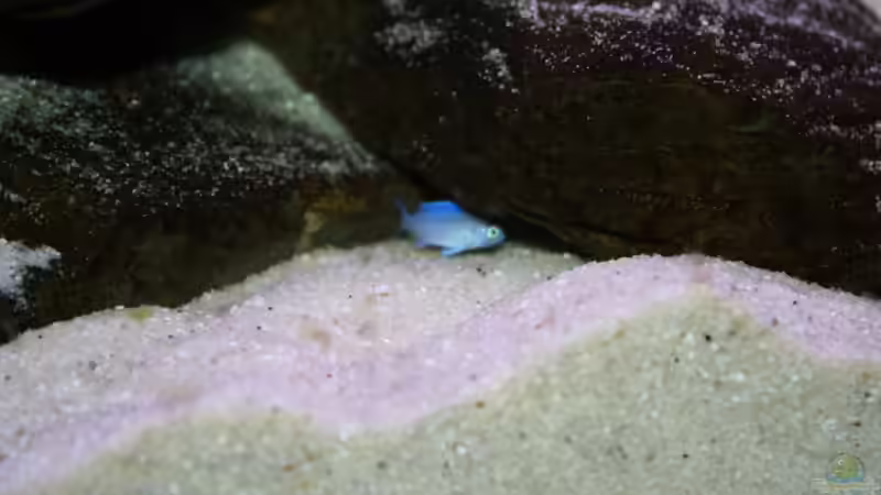 Besatz im Aquarium Mbuna-Bay (VERKAUFT) von Vidi (16)