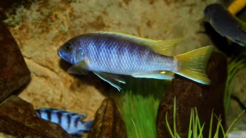 Besatz im Aquarium Mbuna-Bay (VERKAUFT) von Vidi (17)