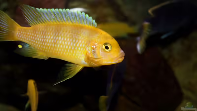Besatz im Aquarium Mbuna-Bay (VERKAUFT) von Vidi (9)