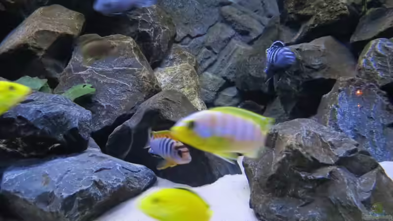 Besatz im Aquarium Mbuna Bay von BastiB (45)