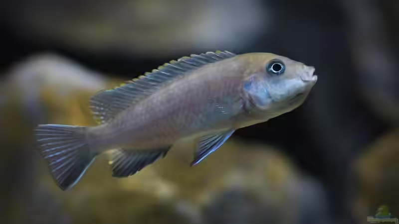 Besatz im Aquarium Mbuna Bay von Nina Hutter (28)