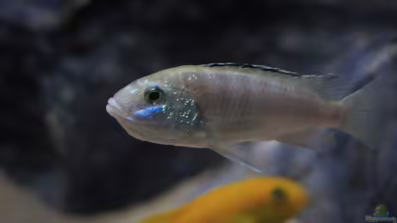 Besatz im Aquarium Mbuna Bay von Nina Hutter (29)